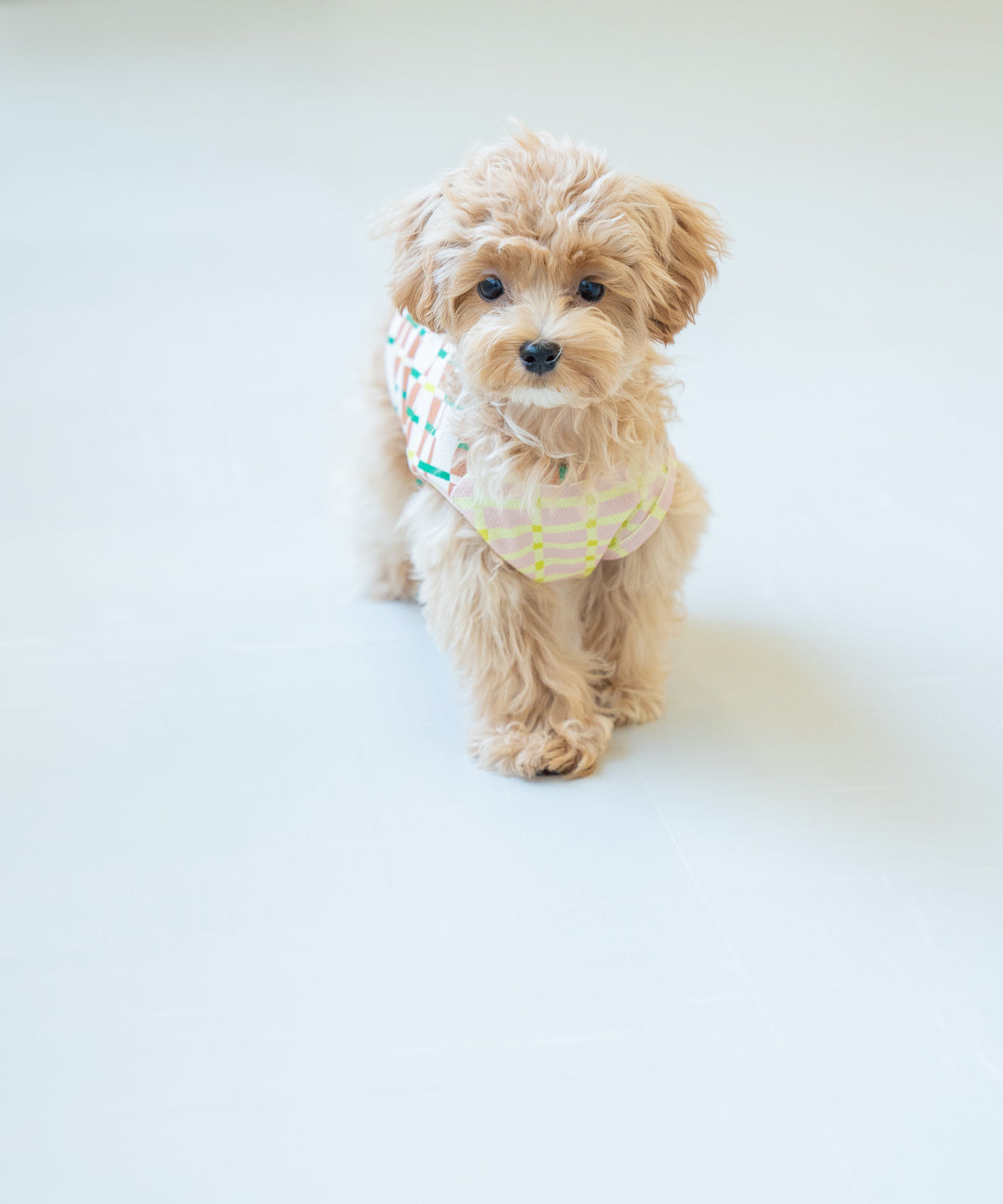 SUNGRID DOG WEAR